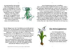 Faltbuch-Schneeglöckchen-Steckbrief.pdf